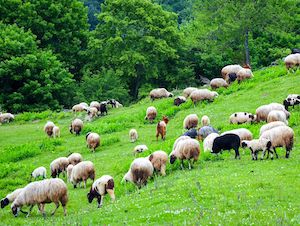 La FAO propone un nuevo enfoque mundial para hacer frente a las enfermedades transfronterizas de los animales