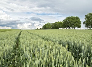 2Los agricultores comenzarán a recibir las ayudas para fertilizantes en septiembre (Foto MAPA) 2