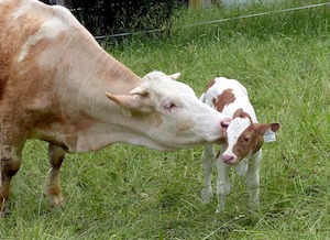 Los bancos de germoplasma animal, claves en la conservación de la diversidad genética ganadera 