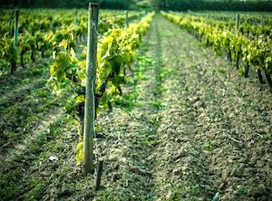 Modificaciones en la normativa sobre potencial vitícola y autorizaciones de viñedos