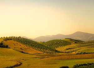 El aumento de las temperaturas, causante de cambios en la composición del aceite de oliva, según un estudio