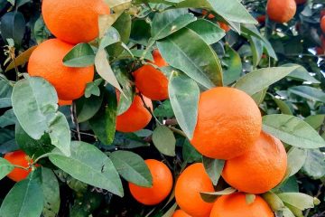Avances en la protección de las naranjas frente a los hongos durante la postcosecha