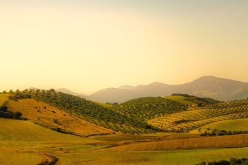 El aumento de las temperaturas, causante de cambios en la composición del aceite de oliva, según un estudio