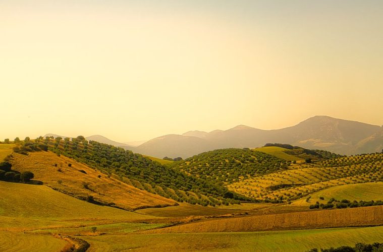 El aumento de las temperaturas, causante de cambios en la composición del aceite de oliva, según un estudio