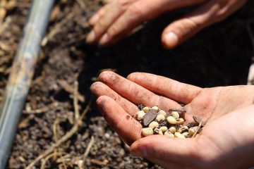 España se une al sistema europeo de Bancos de Germoplasma para la conservación del material genético vegetal