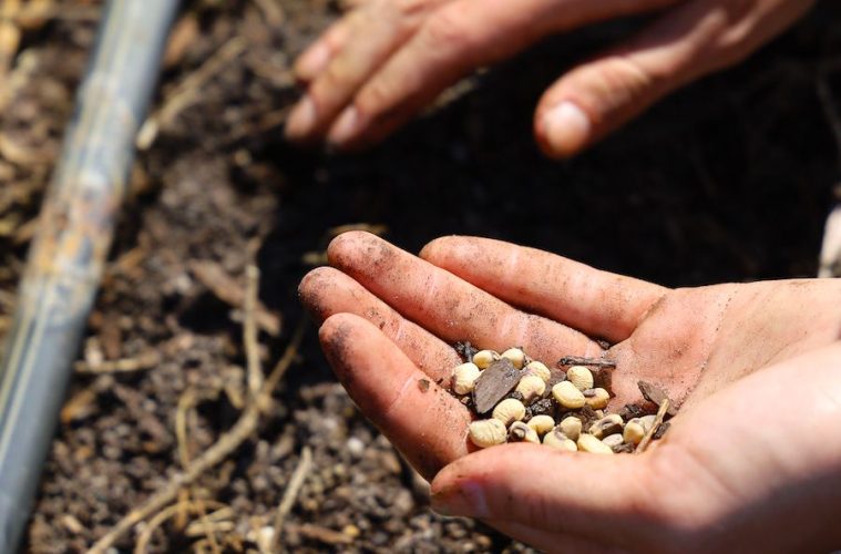 España se une al sistema europeo de Bancos de Germoplasma para la conservación del material genético vegetal
