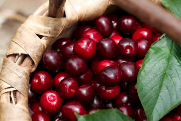 Finaliza la campaña de Cereza del Jerte, por primera vez con nuevas variedades de cerezas (Foto DOP)