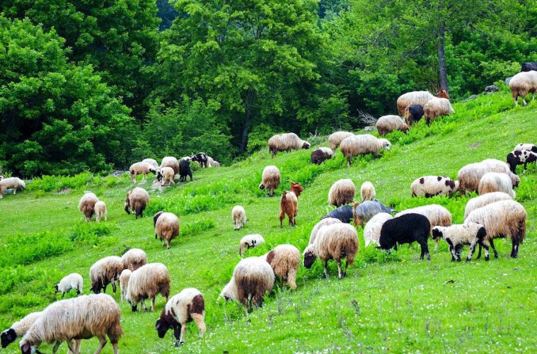 La FAO propone un nuevo enfoque mundial para hacer frente a las enfermedades transfronterizas de los animales