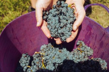 La industria vitivinícola europea prevé una vendimia con un cosecha corta