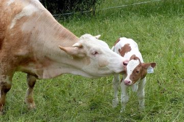 Los bancos de germoplasma animal, claves en la conservación de la diversidad genética ganadera (Foto MAPA)