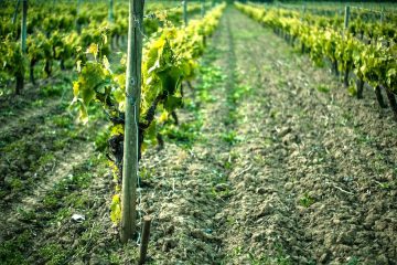 Modificaciones en la normativa sobre potencial vitícola y autorizaciones de viñedos