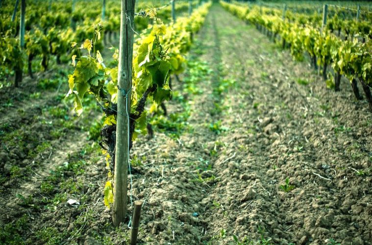 Modificaciones en la normativa sobre potencial vitícola y autorizaciones de viñedos