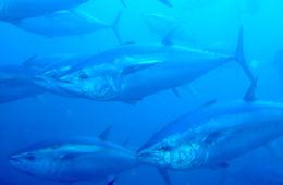 Nuevas autorizaciones para la pesca fortuita de atún rojo