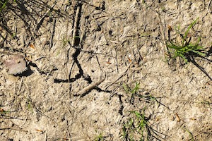 Agricultores y ganaderos alertan de fuertes pérdidas por la sequía en la cornisa cantábrica