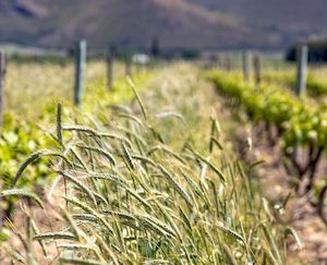 2Casi 250 000 agricultores están ya percibiendo las ayudas para compra de fertilizantes 2