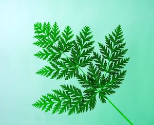 Entra en vigor la nueva Directiva europea contra el greenwashing
