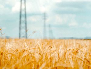 Las tensiones geopolíticas y la crisis climática podrían elevar los precios mundiales de los alimentos