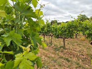 Reconocidos tres nuevos viñedos singulares en la DOCa Rioja
