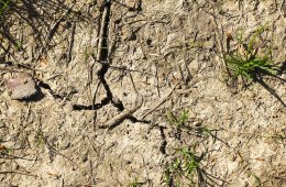 Agricultores y ganaderos alertan de fuertes pérdidas por la sequía en la cornisa cantábrica (Foto Unión de Uniones)