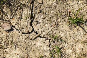 Agricultores y ganaderos alertan de fuertes pérdidas por la sequía en la cornisa cantábrica (Foto Unión de Uniones)