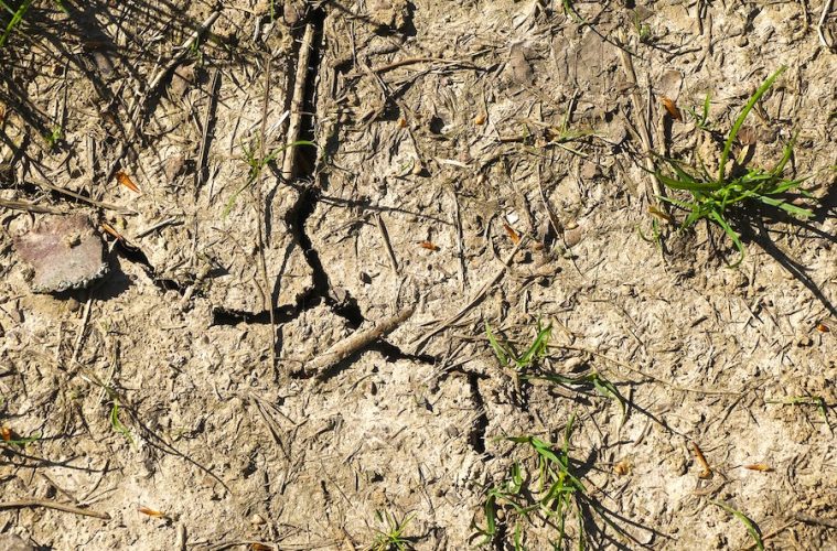 Agricultores y ganaderos alertan de fuertes pérdidas por la sequía en la cornisa cantábrica (Foto Unión de Uniones)