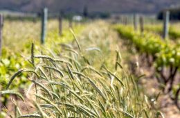 Casi 250 000 agricultores están ya percibiendo las ayudas para compra de fertilizantes