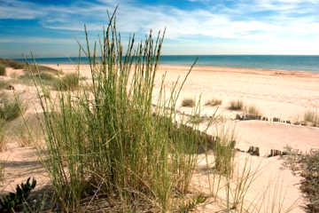 Dunas Vivas, proyecto para la conservación del litoral de L’Albufera de Valencia (foto Visit Valencia)