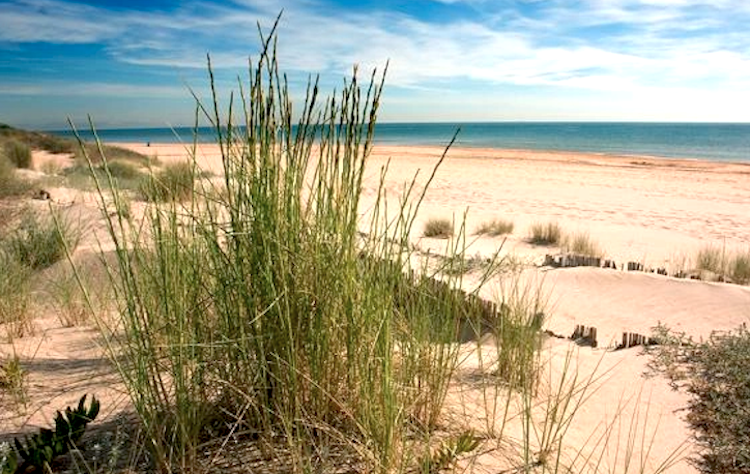 Dunas Vivas, proyecto para la conservación del litoral de L’Albufera de Valencia (foto Visit Valencia)