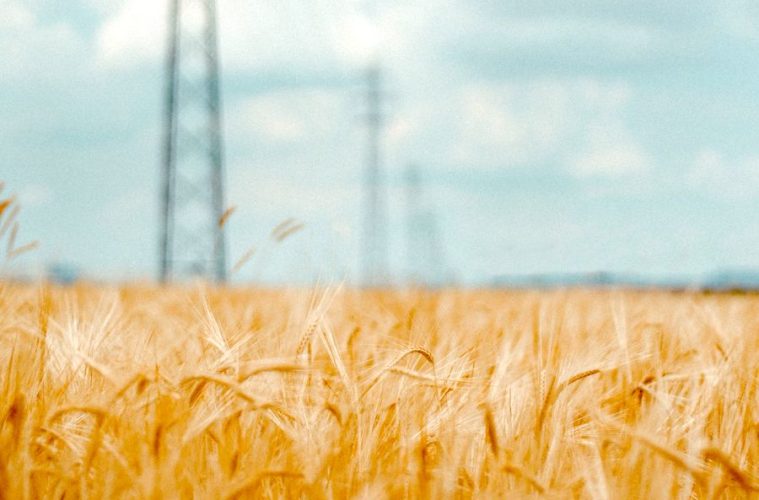 Las tensiones geopolíticas y la crisis climática podrían elevar más los precios mundiales de los alimentos