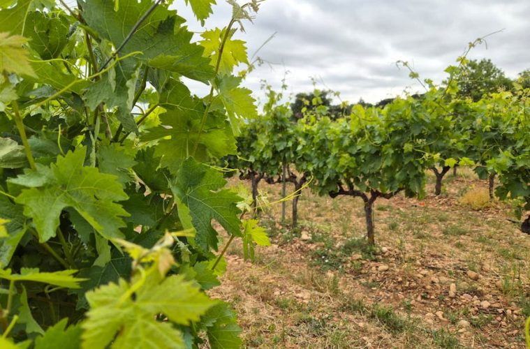 Reconocidos tres nuevos viñedos singulares en la DOCa Rioja (Foto MAPA)