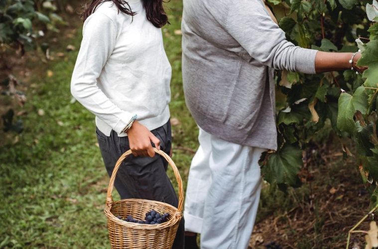 Recuperando la rebusca, antigua tradición tras la vendimia