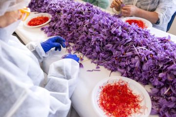 Un nuevo proyecto busca automatizar el actual procesado manual de la flor de azafrán (Foto DESBRINATOR)