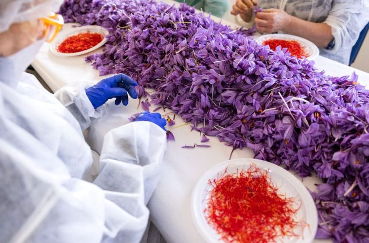 Un nuevo proyecto busca automatizar el actual procesado manual de la flor de azafrán (Foto DESBRINATOR)