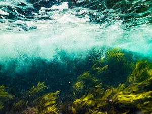 Bretaña estrena Algae, el primer museo con sede fija y enfoque global dedicado a las algas