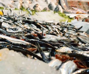 Lo que más nos preocupa al comprar pescado: su origen y su recorrido hasta la mesa