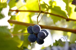 Nueve bodegas que elaboran vino con variedades de uva rescatadas