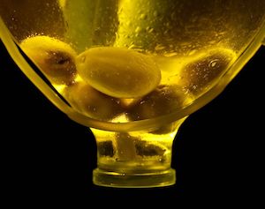 Primeras estimaciones: la producción de aceite de oliva en la campaña 2026:27, un 23 % superior a la pasada