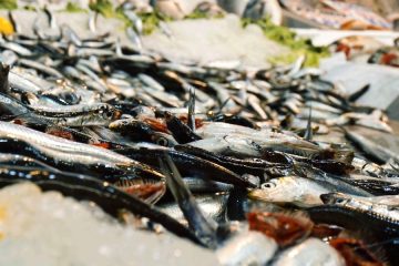 Lo que más nos preocupa al comprar pescado
