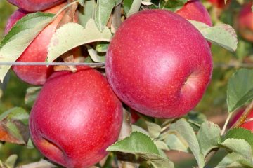 Nueva generación de manzanas adaptadas a climas más cálidos (Foto IRTA)