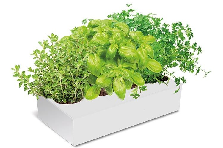 Productos de temporada cultivados en casa