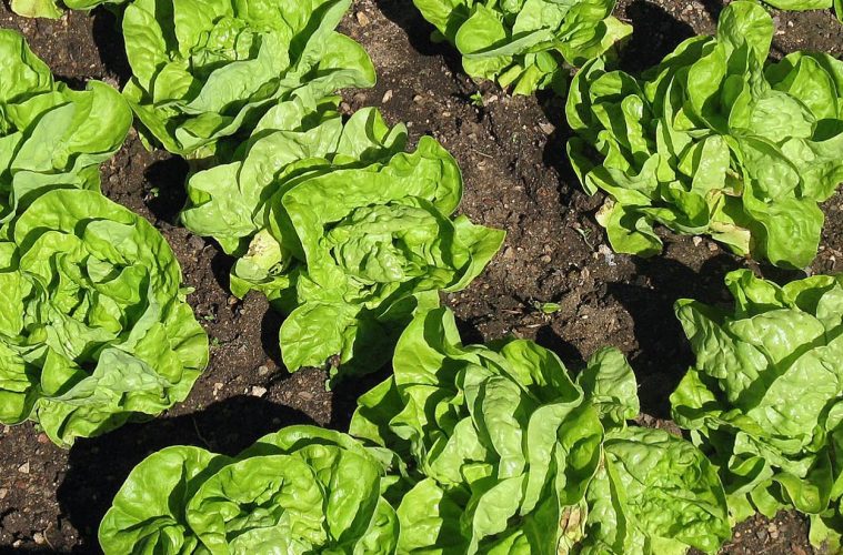 Las lluvias ocasionan graves pérdidas en cultivos del Sureste español