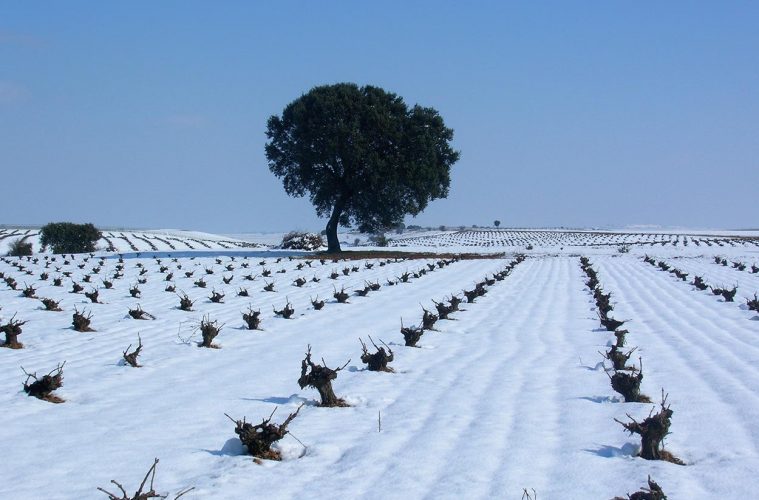 Navidades en la Ruta del Vino de Rueda
