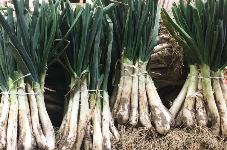 Las previsiones, 12 millones de calçots hasta Semana Santa