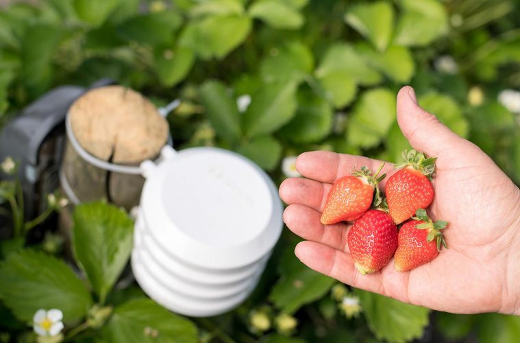 La agricultura smart, en el Congreso de Frutos Rojos de Huelva. Foto Bosch