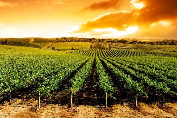 Aprobado el sistema de autorizaciones para nuevas plantaciones de viñedo