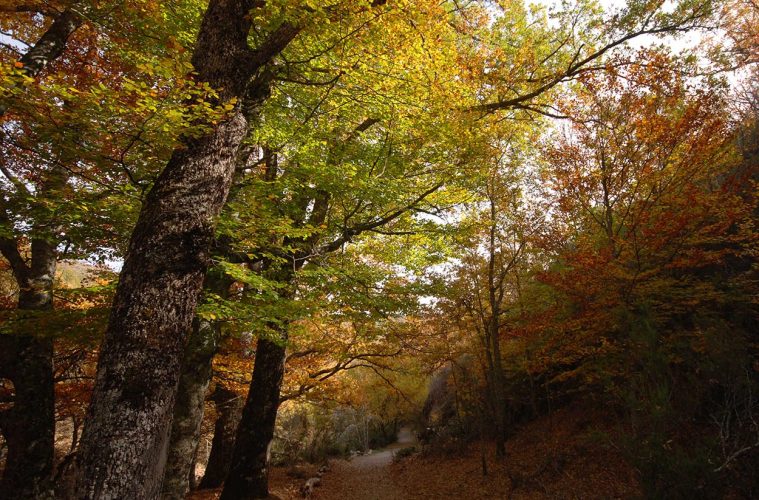 El Hayedo de Montejo, Patrimonio Natural de la Humanidad por la UNESCO