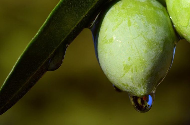 La previsión de cosecha de aceite de oliva