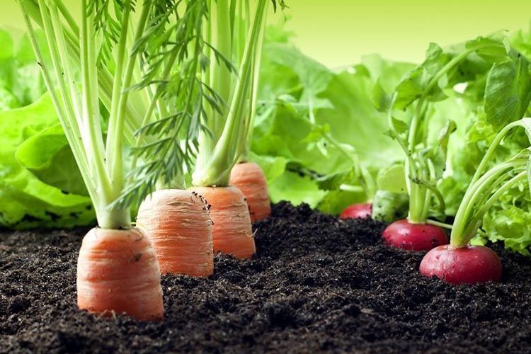 Nuevas normas sobre productos utilizables en la agricultura ecológica