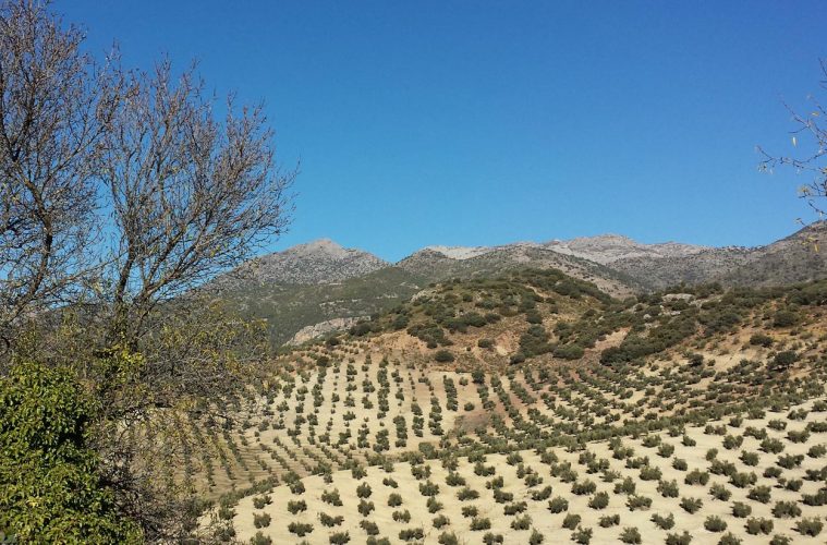 Primeros apoyos a la candidatura Paisajes del Olivar