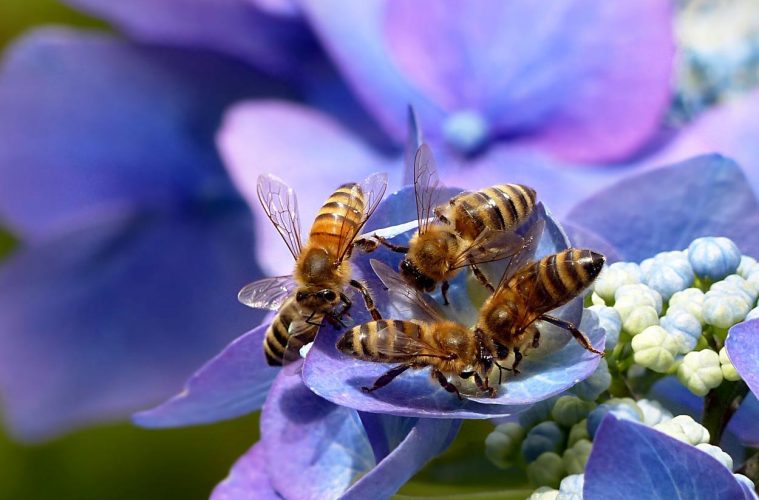 El Parlamento Europeo pide protección para las abejas